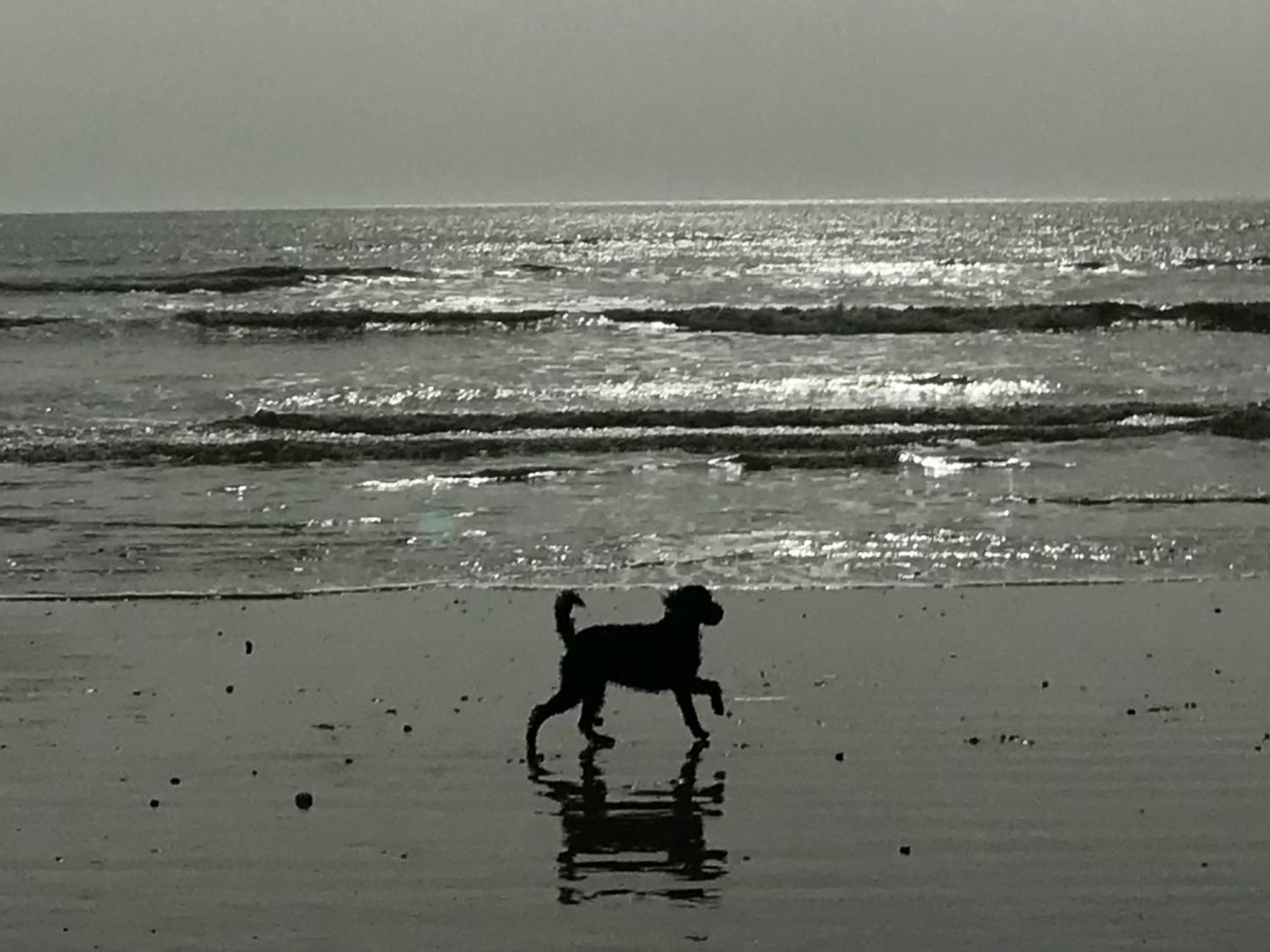 Elegant York House - On A Beach Road, Sleeps 12, With Sea Views Worthing Exteriér fotografie